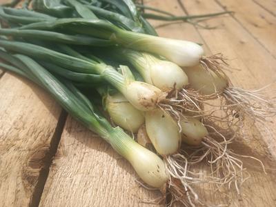 Bunched Onions LCF