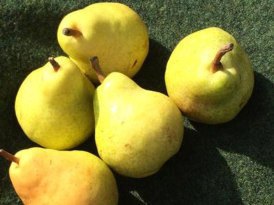 Pears 700g